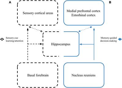 Hippocampal beta rhythms as a bridge between sensory learning and memory-guided decision-making